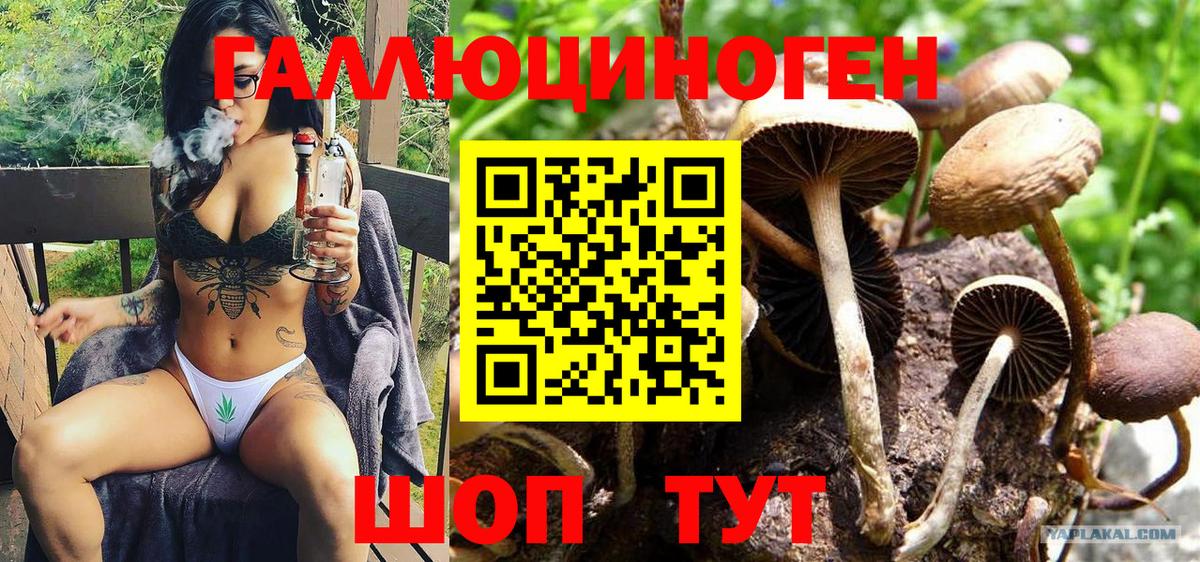 Псилоцибиновые грибы MAGIC MUSHROOMS Чернушка